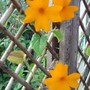 Clock Vine (Thunbergia gregorii)