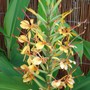 Ginger Lily (Hedychium 'Tara')