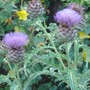 Cardoon (Cynara cardunculus)