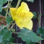 Californian Glory (Fremontodendron)