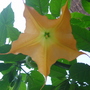 Angels Trumpet (Brugmansia yellow)