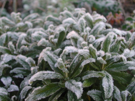 Frosted_Calceolaria.jpg