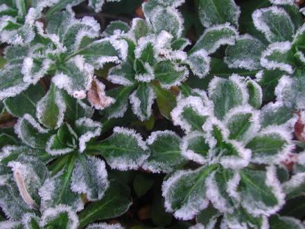 Frosted_Erigerons.jpg