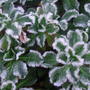 Frosted_erigerons