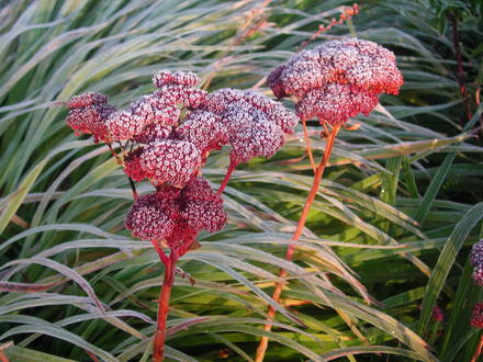 Frosted_Sedums_1.jpg