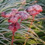 Frosted_sedums_1