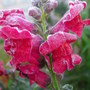 Frosty_antirrhinum