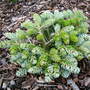 Abies koreana 'Ice Breaker' (Abies koreana)