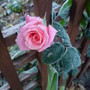 Rose 'High Hopes' (Rosa 'High Hopes')