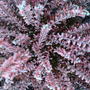 winter heather - orange (Erica culluna vargaris)