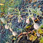 astrantia (Astrantia major)