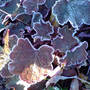 frosted heuchera (Heuchera micrantha)