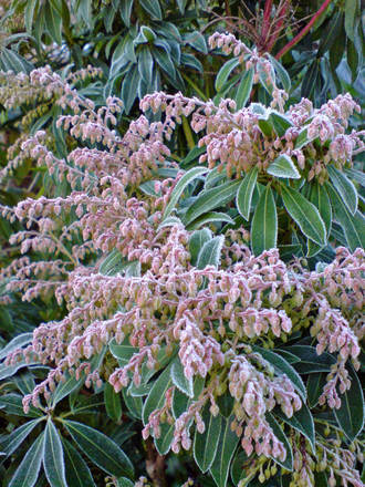frosted pieris (Pieris japonica (Lily of the valley bush))