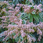 frosted pieris (Pieris japonica (Lily of the valley bush))