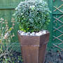 frosty box tree (Buxus sempervirens (Common box))