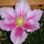 clematis