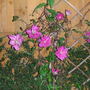 clematis