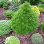Sciadopitys_verticillata_picola