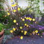 Evening_primrose
