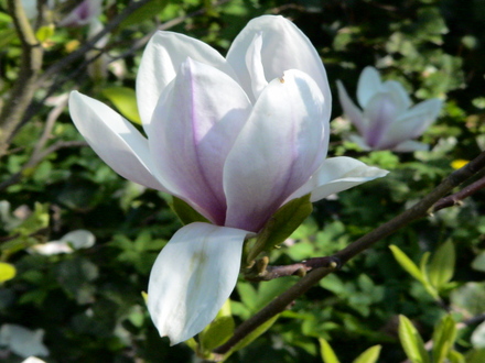my magnolia