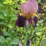 my favourite flower