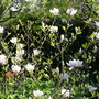 Dsc04264
