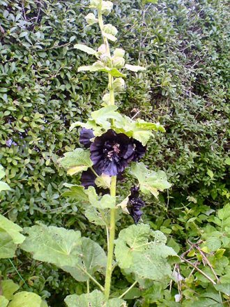 A garden flower photo