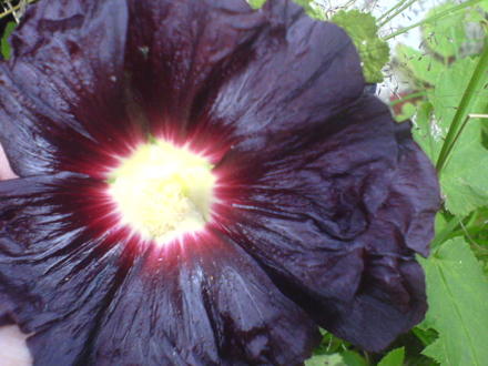A garden flower photo