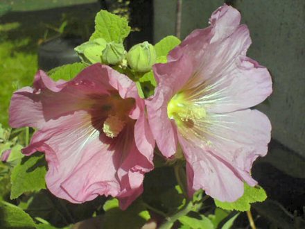 A garden flower photo