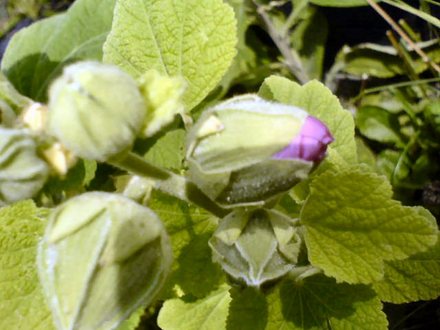 A garden flower photo