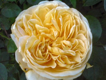 A garden flower photo