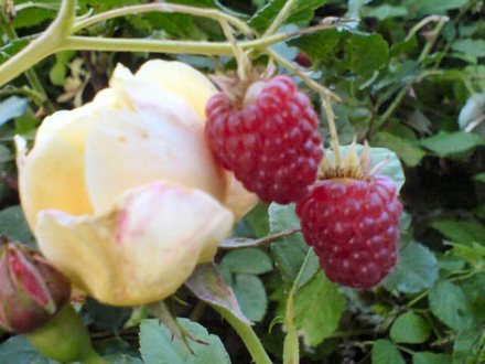 A garden flower photo
