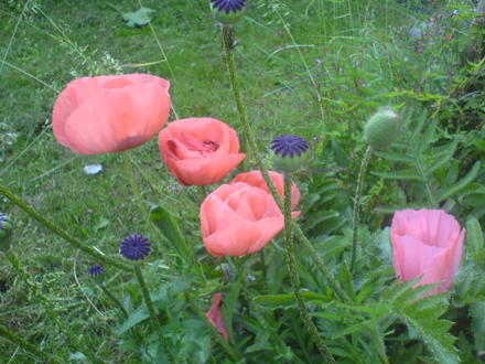 A garden flower photo