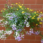 Front Summer Basket 2006 Bidens & Scaevola. (Bidens)