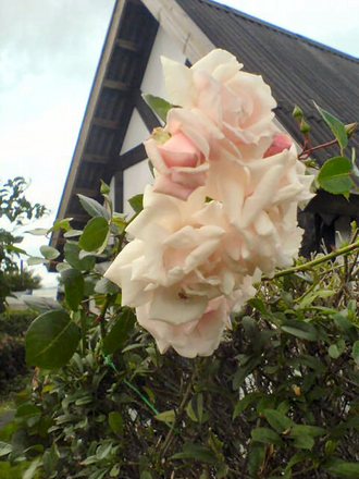 A garden flower photo