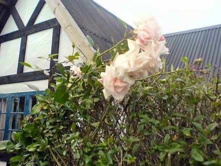 A garden flower photo