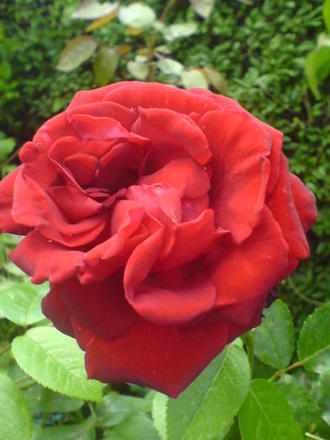 A garden flower photo