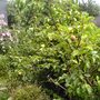 Dsc00833