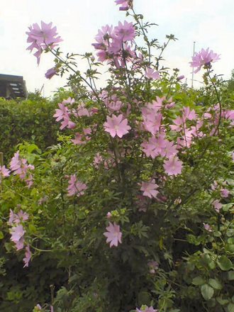 A garden flower photo