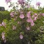 Dsc00827