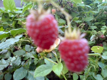 A garden flower photo