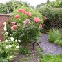Rosegardenwildlifepond