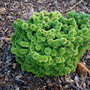 Abies balsamea 'Jamie' (common name; Balsam Fir)