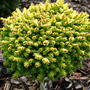Picea orientalis 'Tom Thumb' (Gold) (common name; Oriental spruce)