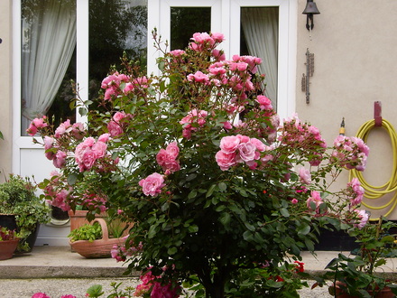 Rose Bonica (grown as a standard)