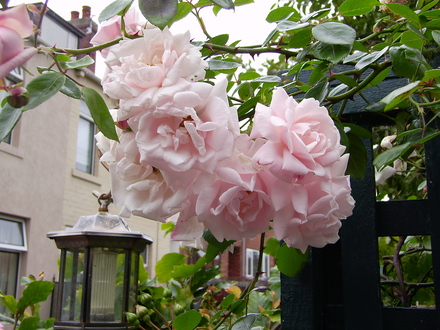 Rose New Dawn