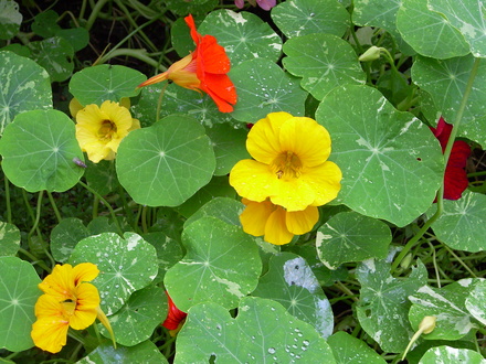 Nasturtium (Tropaeolum majus (Compact Nasturtium))