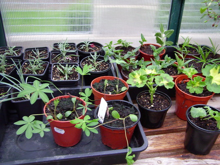 Cuttings and seedlings for next year. 