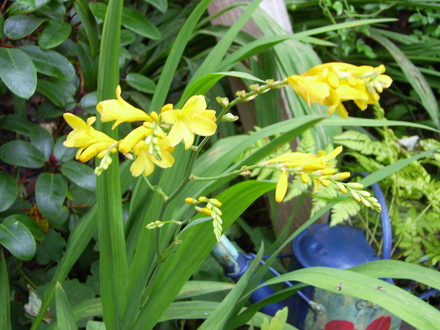 Crocosmia Rowallane (Crocosmia x crocosmiiflora (Montbretia))