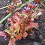 Ceratostigma_plumbaginoides